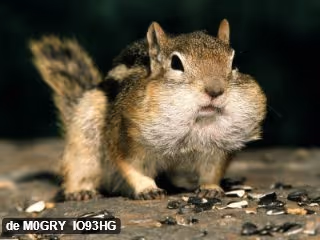 photo Amazing-Animals-138-1600x1200
