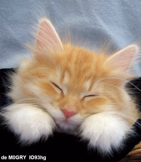 Funny Animal Pictures