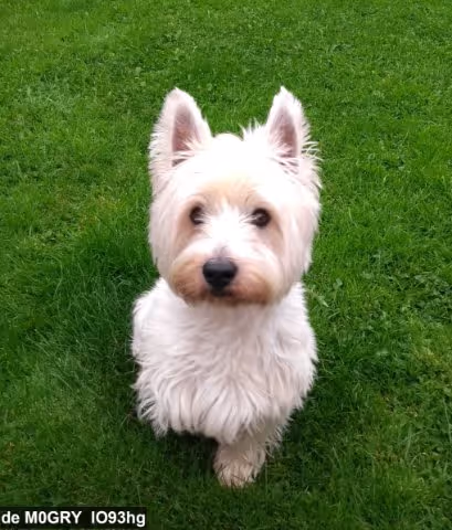 chalky-8